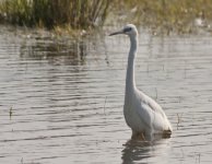 Little Egret 2.jpg