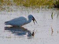 Little Egret.jpg