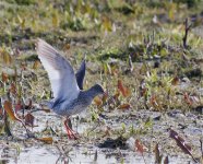 Redshank 2.jpg