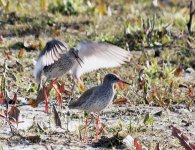 Redshank.jpg