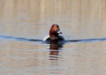 Pochard.jpg