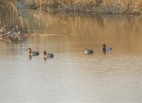 Common Pochard 737.jpg