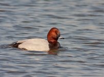 Pochard 2.jpg