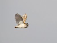 IMG_2085_Barn Owl.jpg