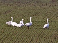 IMG_2113_Whooper Swans.jpg