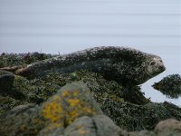 Common-Seal-1.jpg