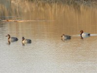 Common Pochard E.jpg