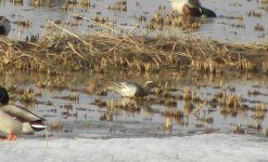 Garganey E.jpg