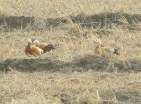 Ruddy Shelducks E.jpg