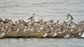 waders breed G1 20mm nw_1730902.jpg