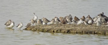 waders breed G1 20mm nw_1730926.jpg