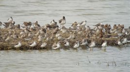 waders breed_1730935.jpg