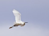 Little Egret 2.jpg