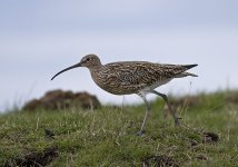 Curlew.jpg