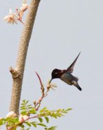 Bee-Hummingbird2.jpg