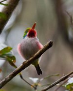 Cuban-Tody.jpg