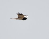 Pied Harrier....jpg