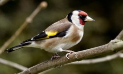 Goldfinch.jpg