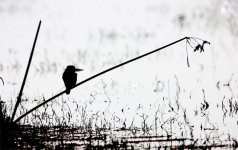 Kingfisher-Sillhouette-0395.jpg