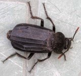 Beetle 5855t.jpg