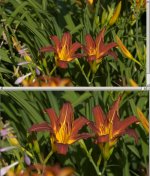 daylily01.jpg