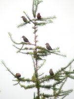 crossbills sleive foye forest aug 05.jpg