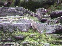 Scandi Rock Pipit.2.jpg