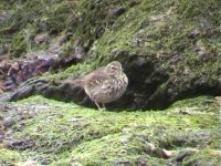 Pipit Mar 05.jpg