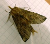 pale_prominent1.jpg