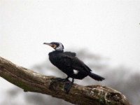 Cormorant sinensis 008#001.jpg