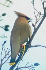 Waxwing 3.jpg