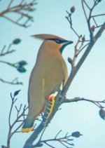 Waxwing 4.jpg