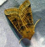 lunar_underwing67.JPG