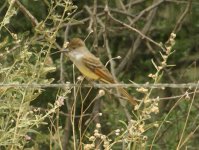 CRW_5849 Flycatcher.jpg