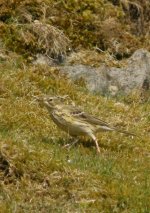 Tree Pipit.jpg