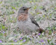 Red-throated Thrush, Beijing 1.jpg