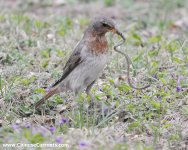 Red-throated Thrush, Beijing 3rd.jpg