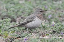 Presumed Black & Red-throated Thrush hybrid, Beijing.jpg