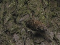 treecreeper ballymascanlon march.jpg