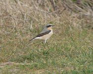 Wheatear1.jpg