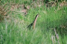 American Bittern 1.jpg