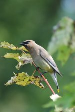 cedar waxwing.JPG