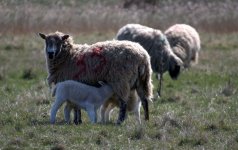 Lambs Horsey Gap (R).jpg