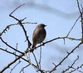 Dunnock (R).jpg