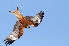 redkite49x6.jpg