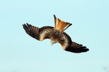 redkite69x6.jpg