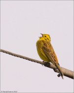 Yellowhammersong copy.jpg