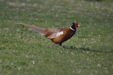 Nor Hill Surrey Pheasant 1.jpg