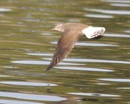 Green Sandpiper.jpg