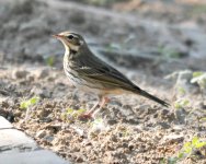 Olive-backed Pipit.jpg